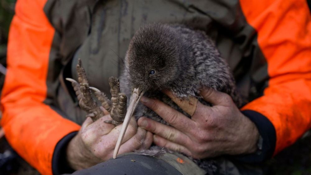 Shock kiwi rediscovery delights conservation world