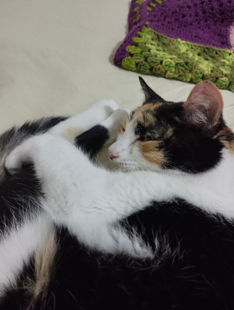 foto da minha gata deitada na cama olhando com os olhinhos semicerrados pra câmera 