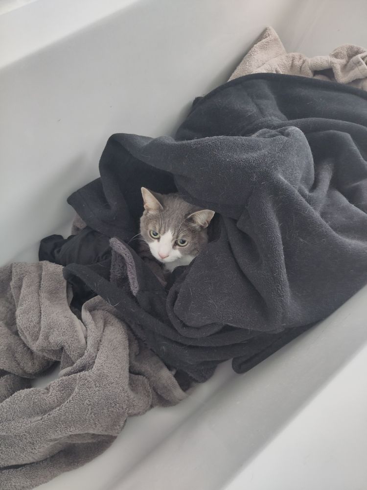Le chat gris et blanc emmitouflés dans un peignoir sans une baignoire. Il a l'air plutôt détente malgré le stress du déménagement 