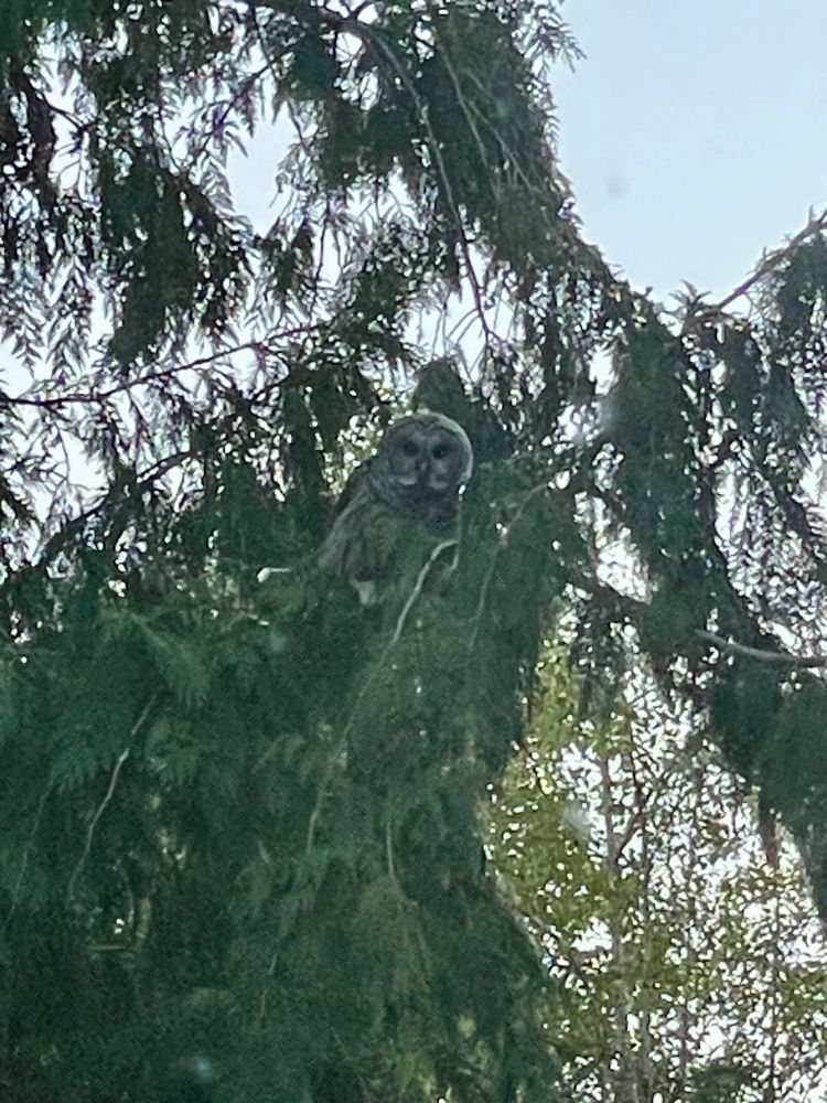 An owl in a cedar tree