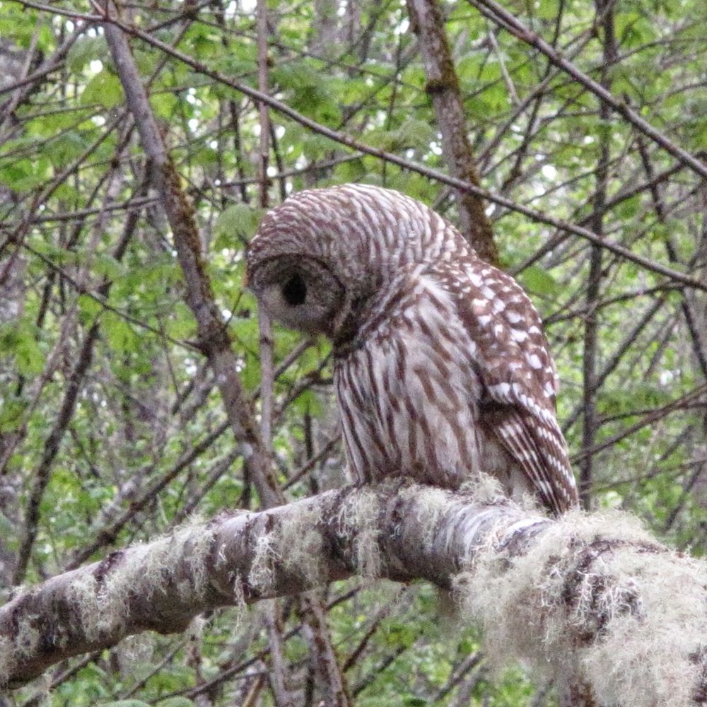 Barred owl looking down checking for foods