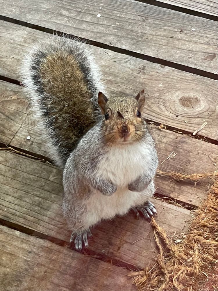 Another gray squirrel with brown face and white tummy and fluffy tail, looking at me through the back door window - this one has something on its snoot
