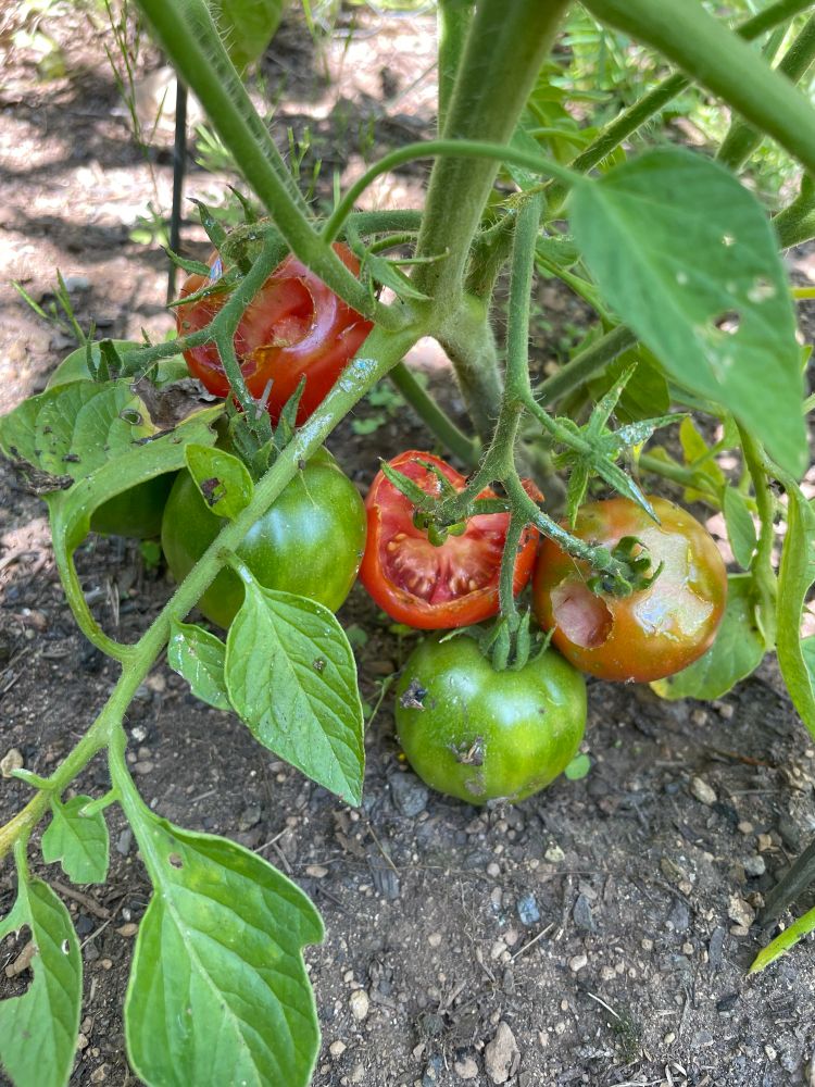 Some ripening tomatoes that are too close to the ground and are being gradually eaten 