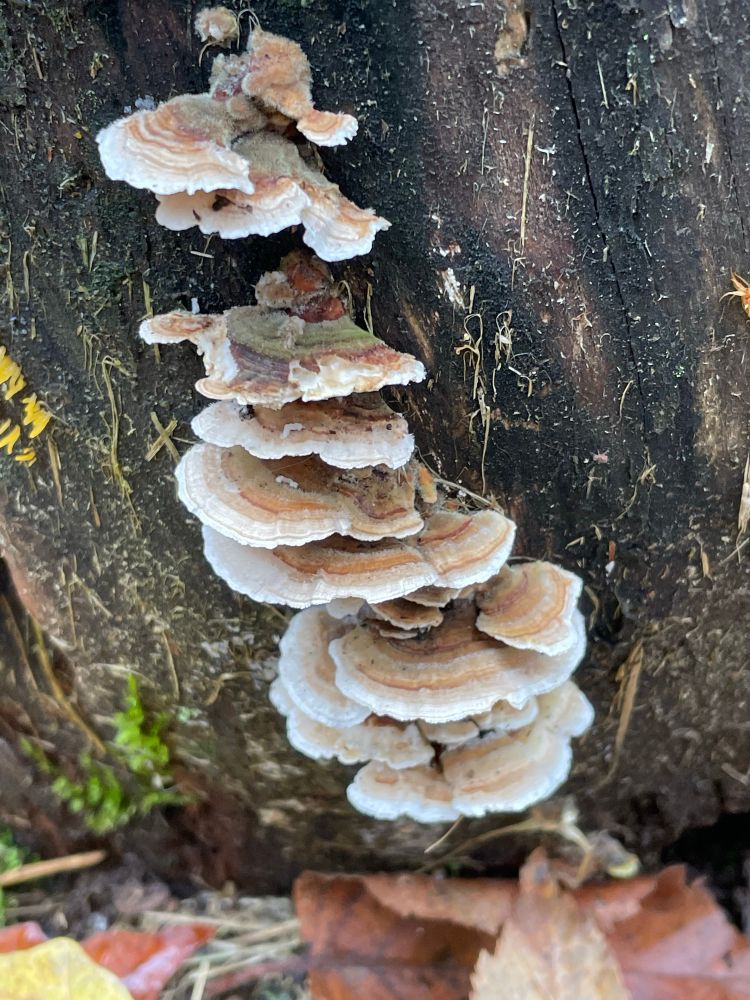 A stack of turkey tail fungi on a log