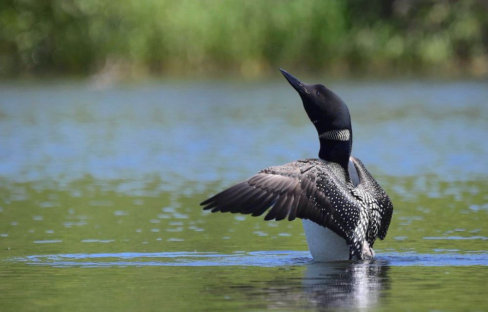 Cinq solutions pour aider les populations d’oiseaux du Québec