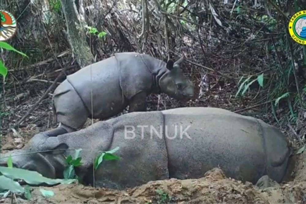 Un nouveau spécimen d’un jeune rhinocéros de Java observé en Indonésie