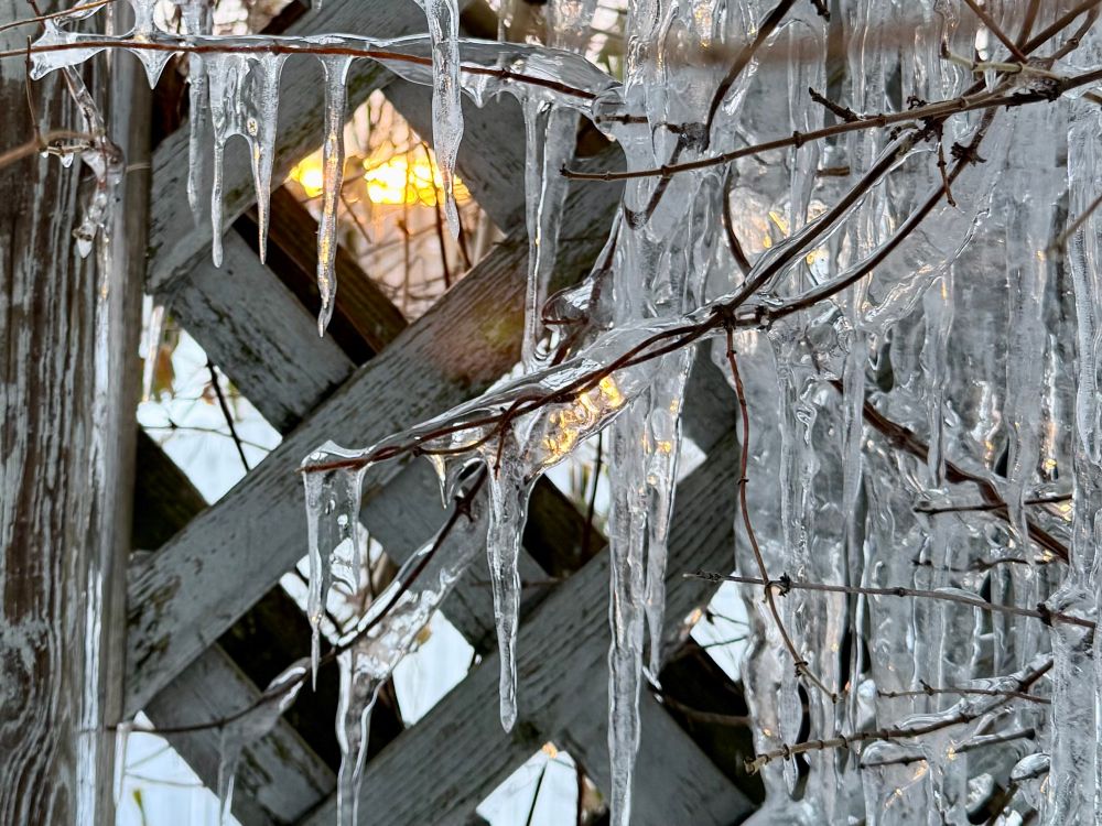 Icicles hang from bare branches, shimmering in the sunrise against a background of a wooden lattice and a snowy landscape.