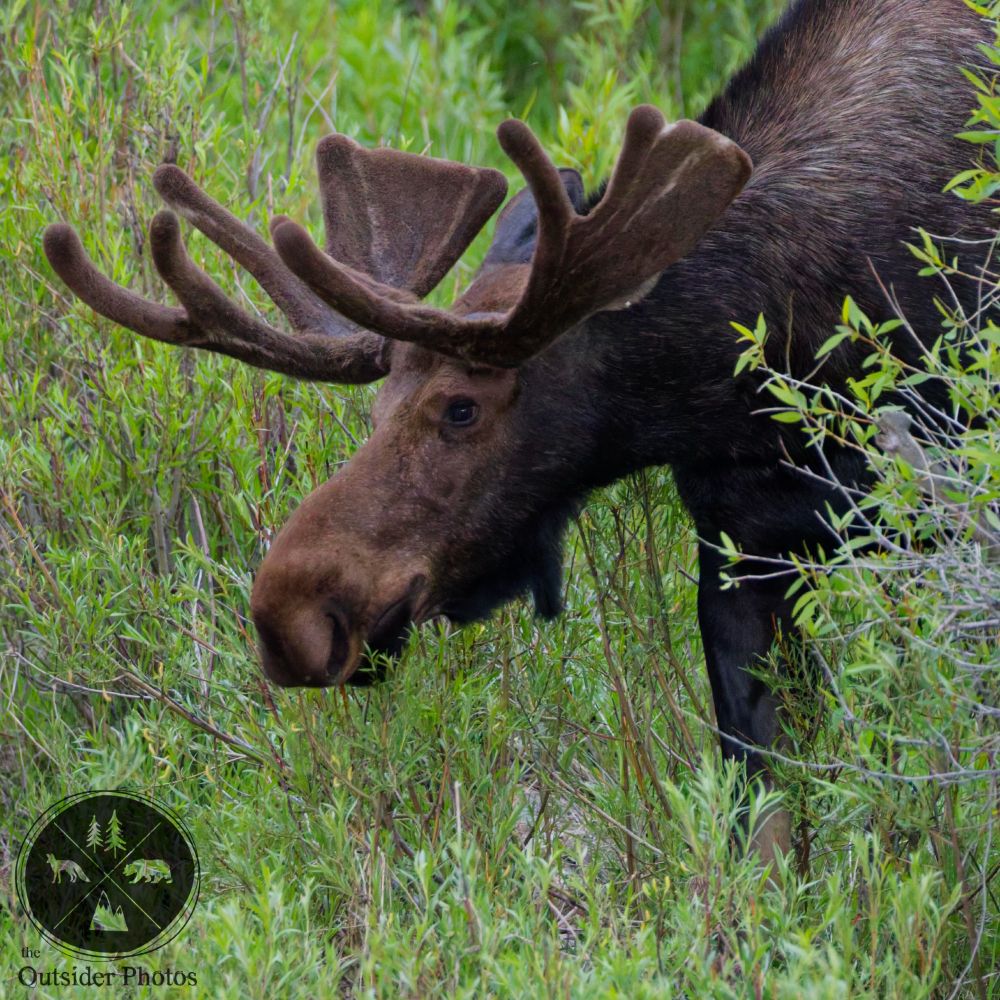 A bull moose, its growing antlers covered in velvet, saunters out from behind a thicket of short willow trees that come up to about the same height as the moose's front shoulder. It appears to be pausing with its head up, alert as it considers its surroundings. The willows are green and lush, indicating a late spring or early summer timeframe for the image.