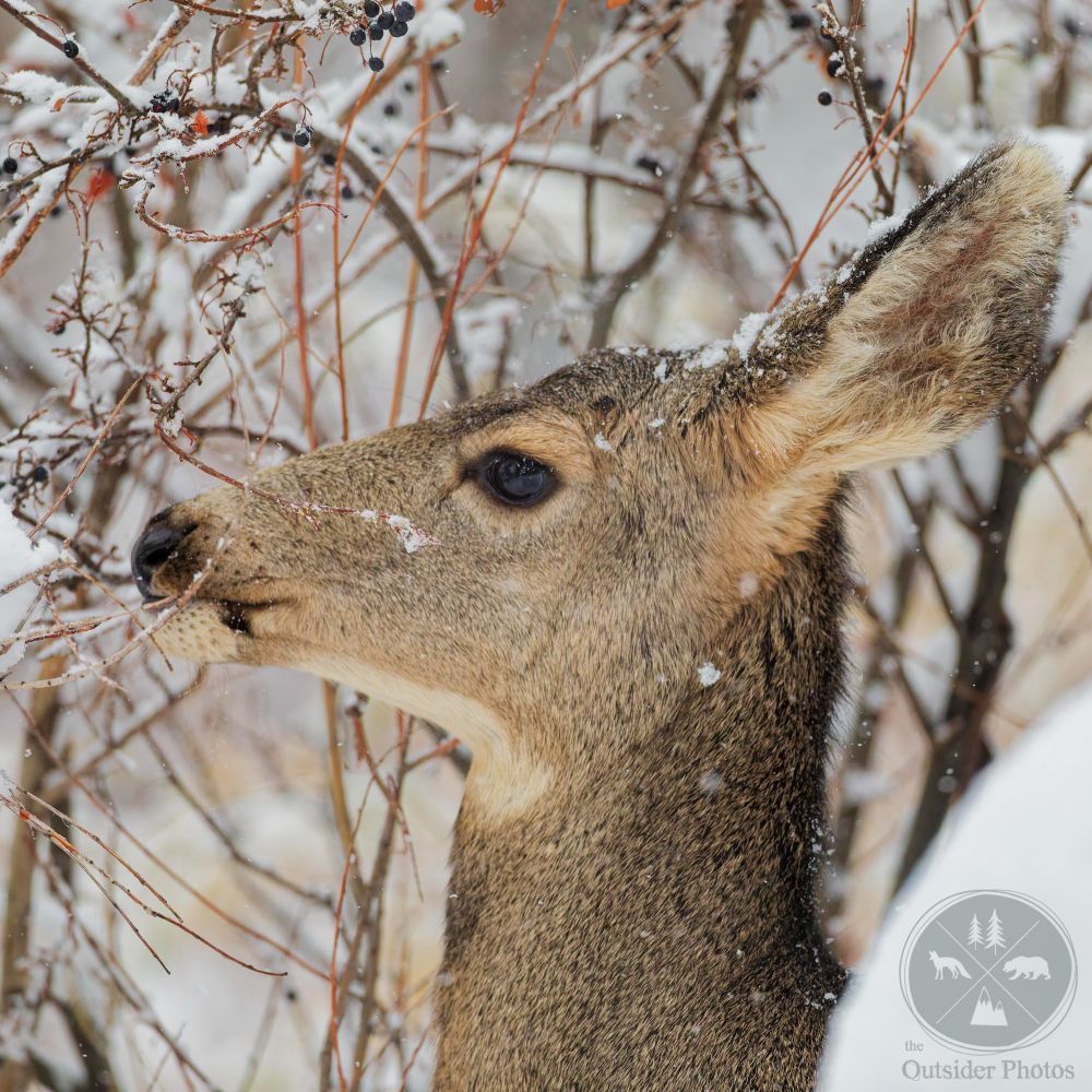 Image shows a female Mule Deer browsing on berries in late Autumn while snow falls around her. Only her head and upper part of her neck is shown as she looks to the left of the photo towards the twigs she is browsing. 