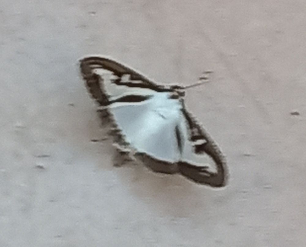 Großer weißer Schmetterling, Flügel mit schwarzem Rand.