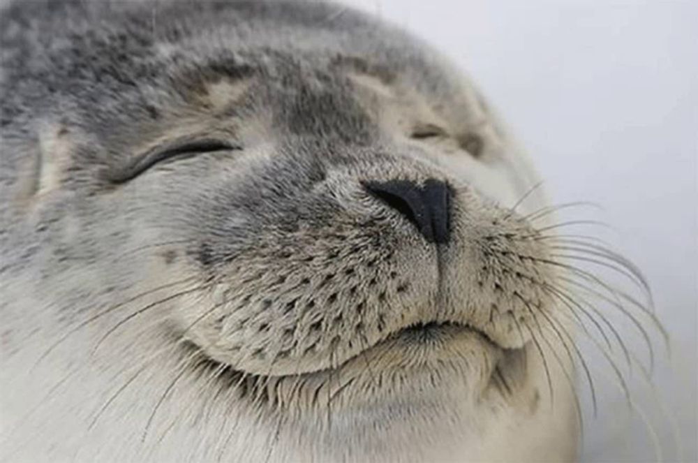 a close up of a seal 's face with its eyes closed .