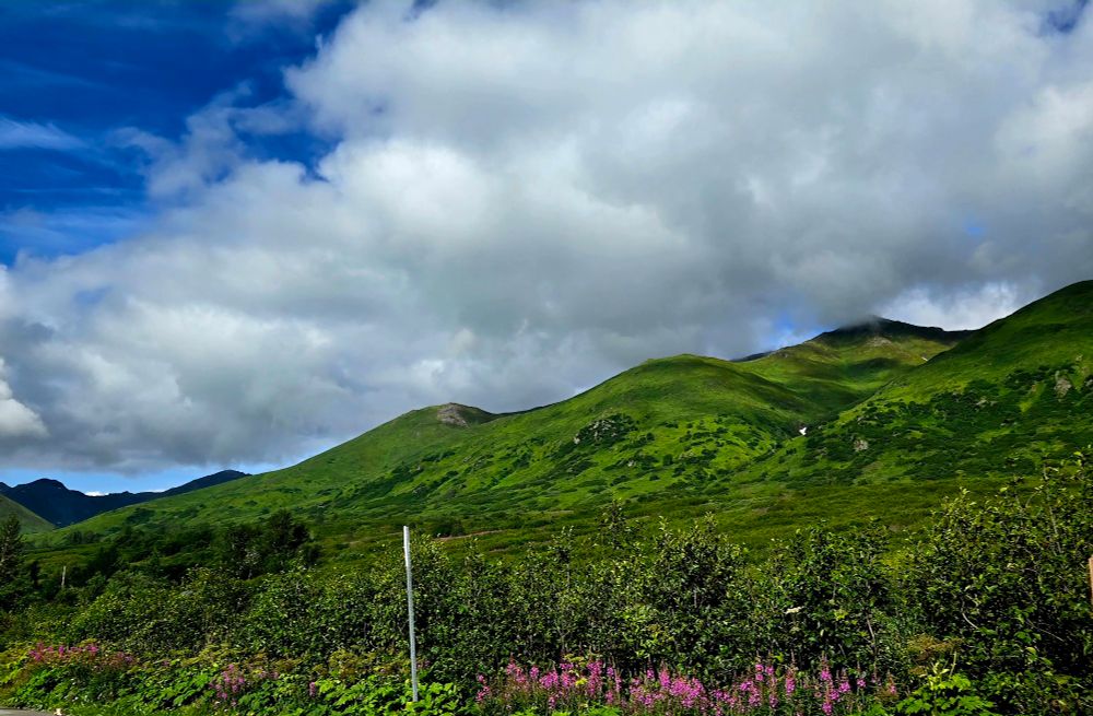 Alaska landscape photo of green hills with wildflowers in the foreground and a blue sky with clouds