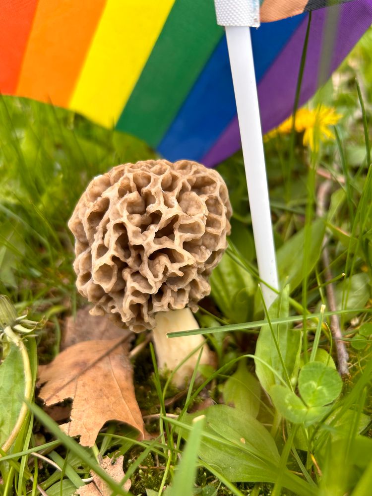 A morel mushroom sprouting out of the grass next to a pride flag.
