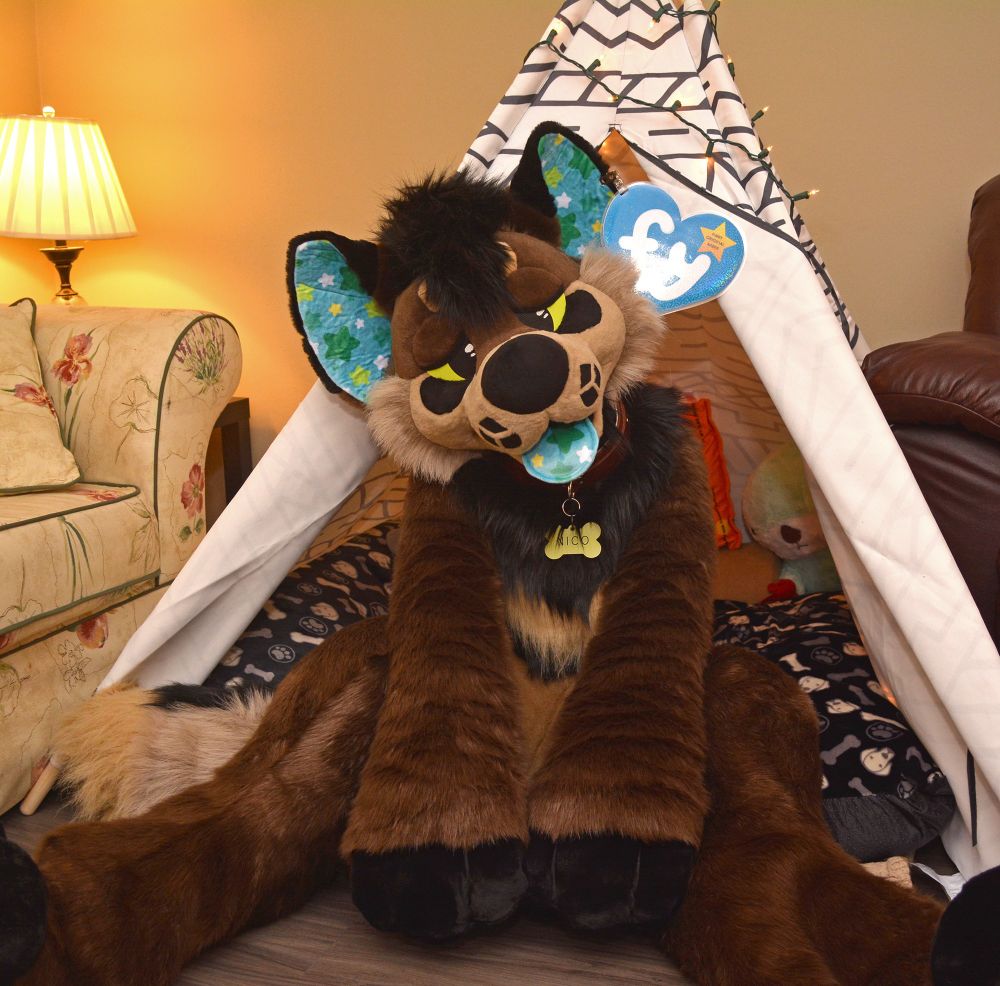 A large, cartoony plush fursuit seated on the floor in front of a tent. The fursuit is a brown plushie dog with a sleepy expression and a blue, starry fabric pattern on the ears ant tongue. They’re wearing a brown collar with a bone shaped dog tag that reads “Nico”. A blue, heart shaped “fy” tag hangs from the left ear. #fursuit