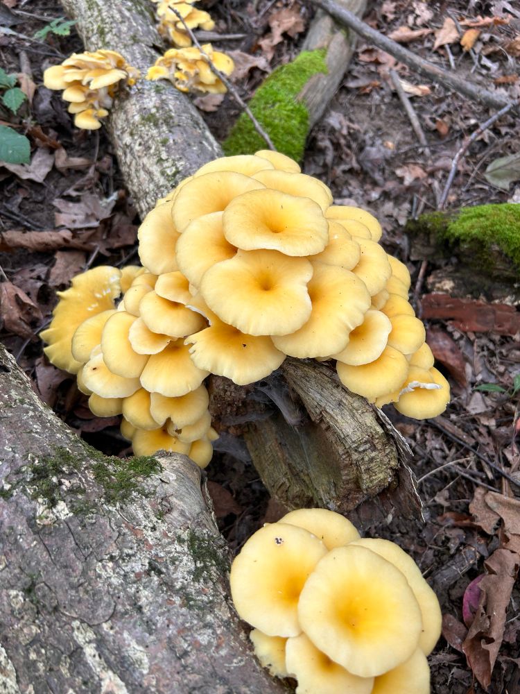 A giant pile of beautiful golden oyster mushrooms growing on a fallen log.