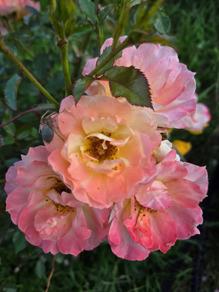 Named Italian Ice, my favourite.