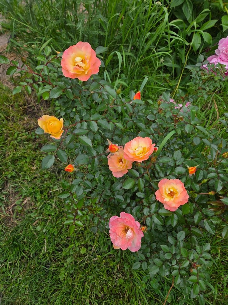 Named Italian Ice,  my favourite.