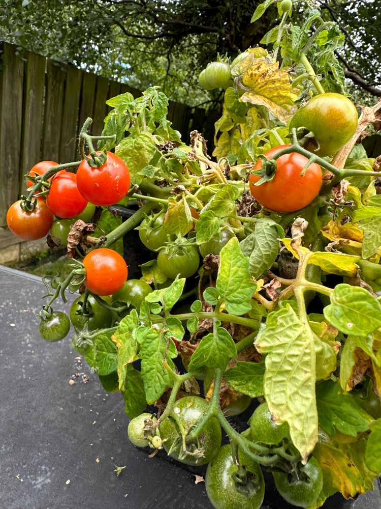Tomato plant in bloom with 6 ripe tomatoes and a scattering of baby tomatoes.