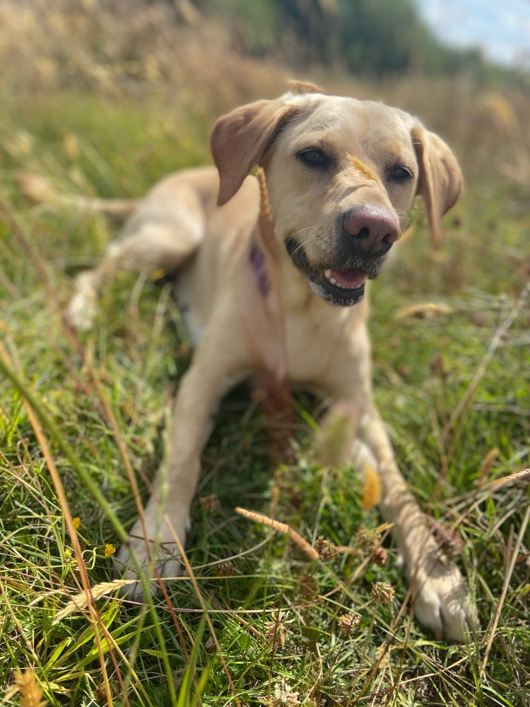 Happy yellow Labrador