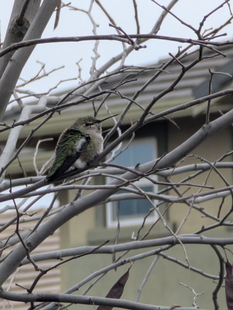 A small bird who is, nevertheless, an absolute unit. 