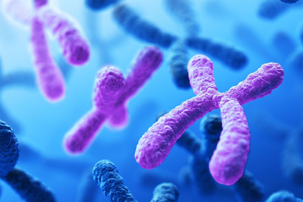 A conceptual image of a cell karyotype exhibiting trisomy, three copies of one chromosome.