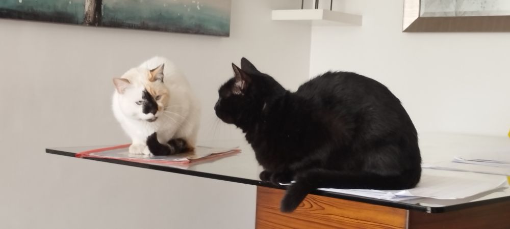 Two cute cats, one white and one black look at each other.