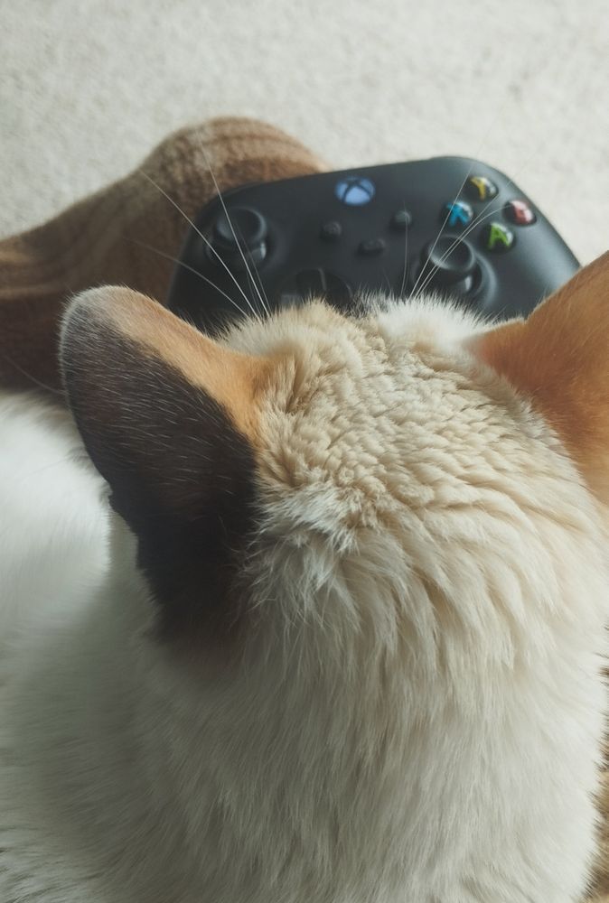 Cat with an Xbox controller. 