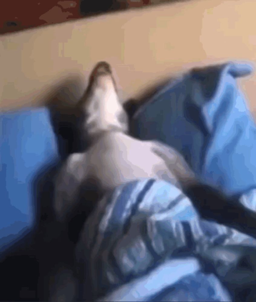 a dog laying on a bed with a blue blanket