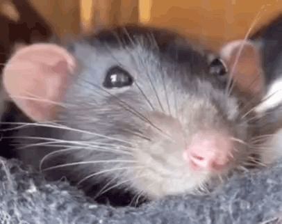 a close up of a rat 's face looking at the camera .