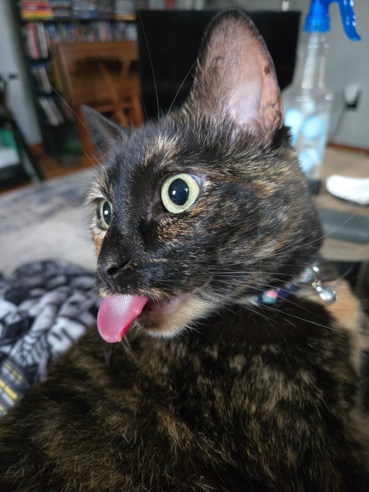 Cat named Elsa with a massive blep