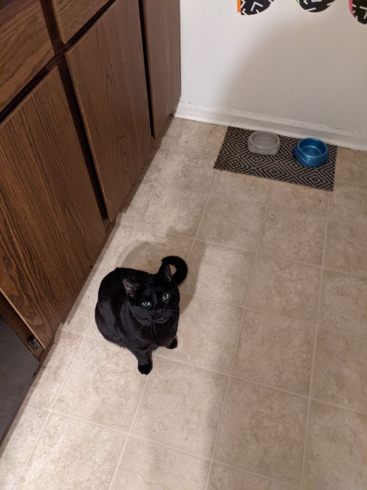 boo is by an empty bowl