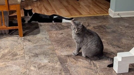 A tuxedo cat laying prone (splooting) while a gray cat looks on, disgusted.