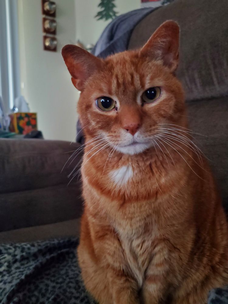 A handsome orange cat sitting on a couch. His expression is open to interpretation.
