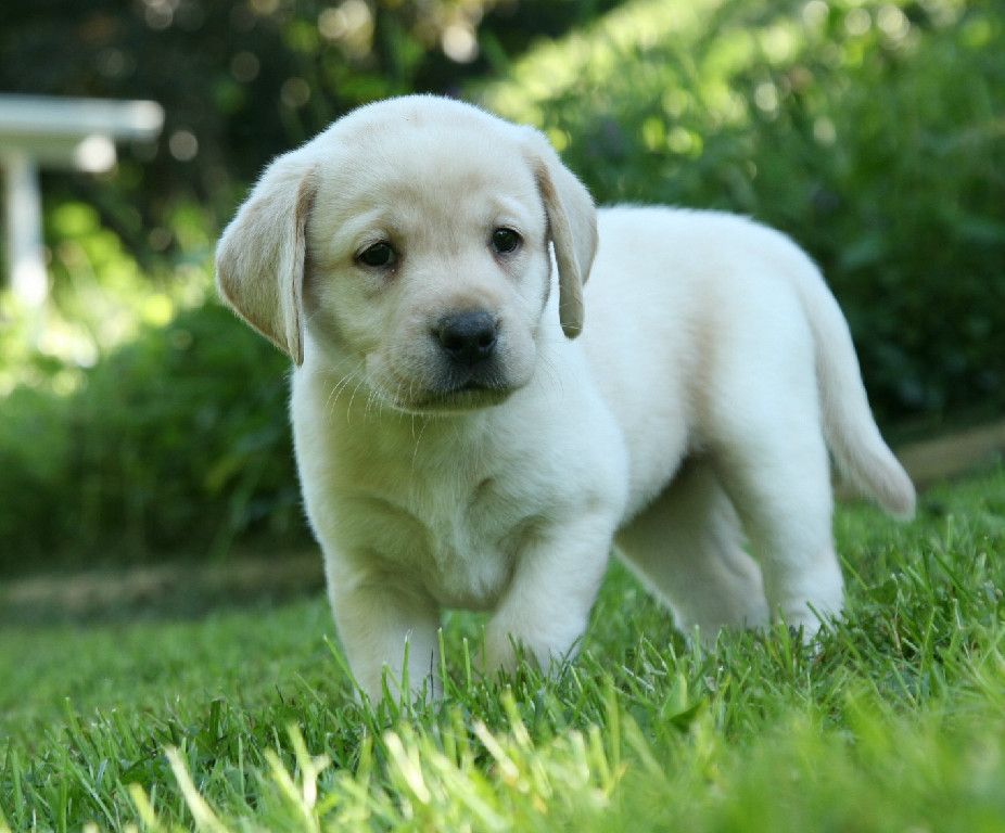 Photo of an adorable yellow lab puppy frolicking in a yard