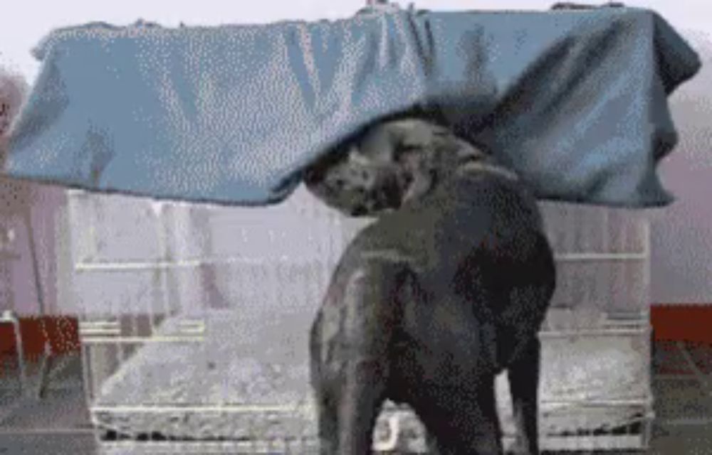 a dog is standing under a blue blanket