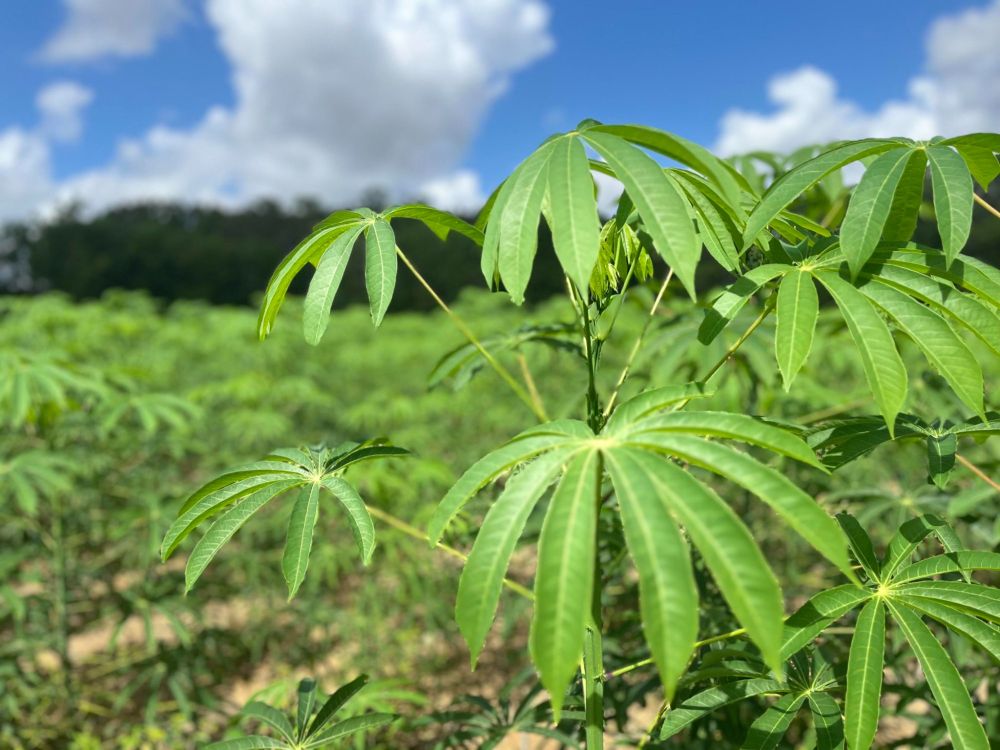 Mudança climática pode afetar distribuição de mandioca silvestre