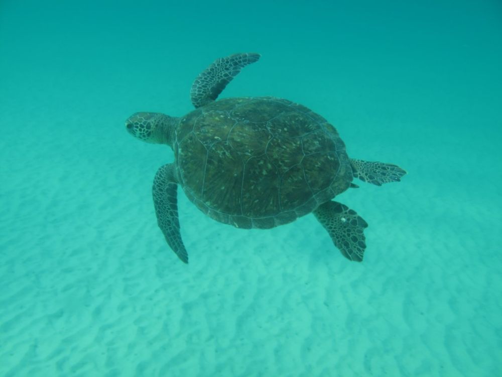 70% de tartarugas-verdes no RJ ingeriram detritos como plásticos