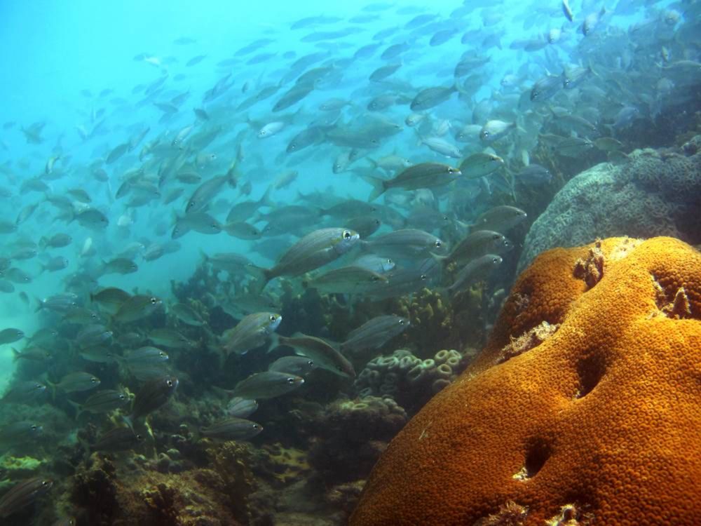 Perda de corais brasileiros pode prejudicar até metade dos peixes