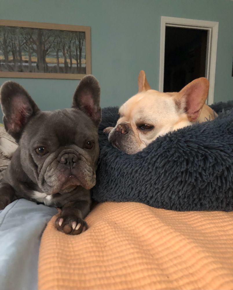 Dougie, the blue brindle, and big sis Lola, the cream potato. 