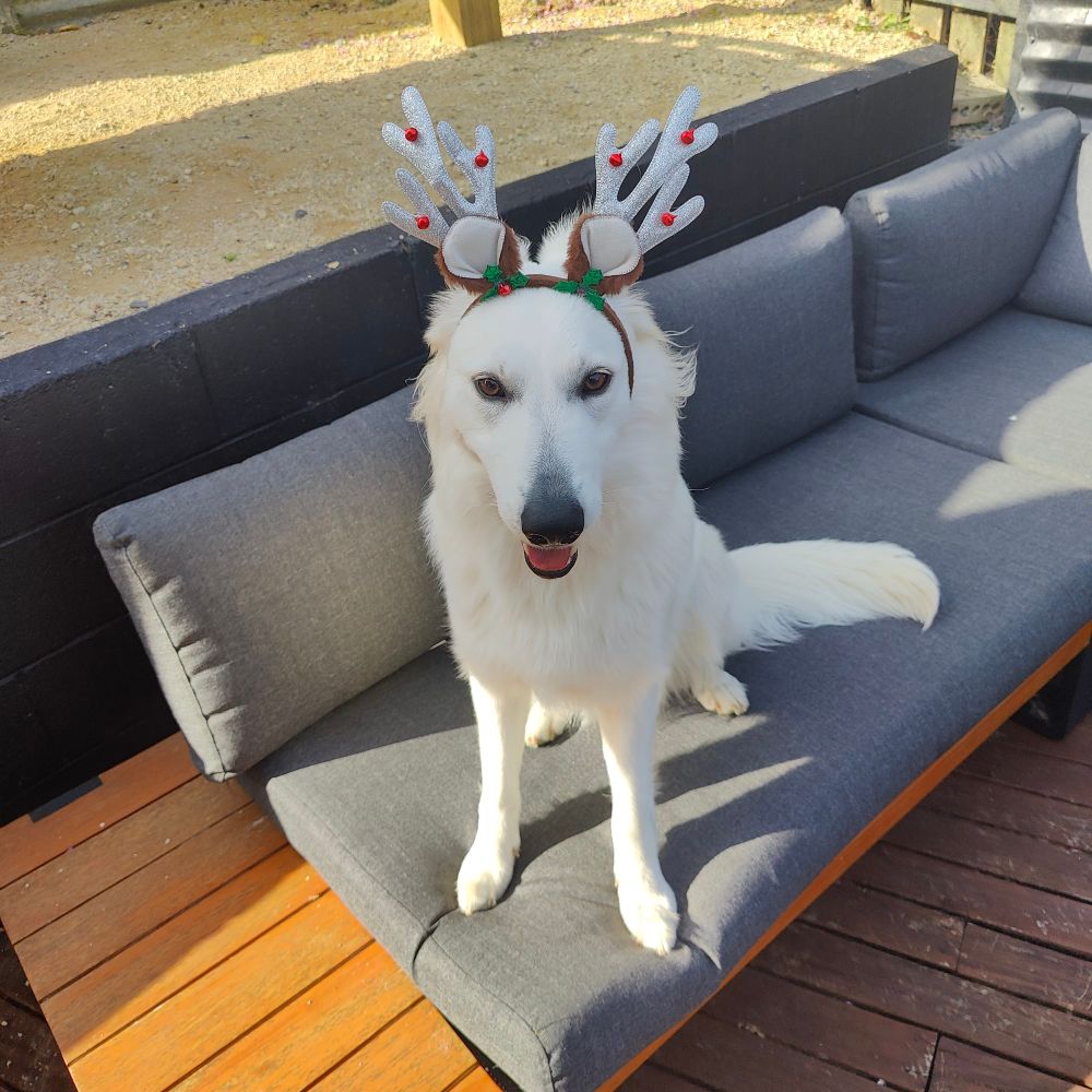 Very cute dog wearing reindeer antlers