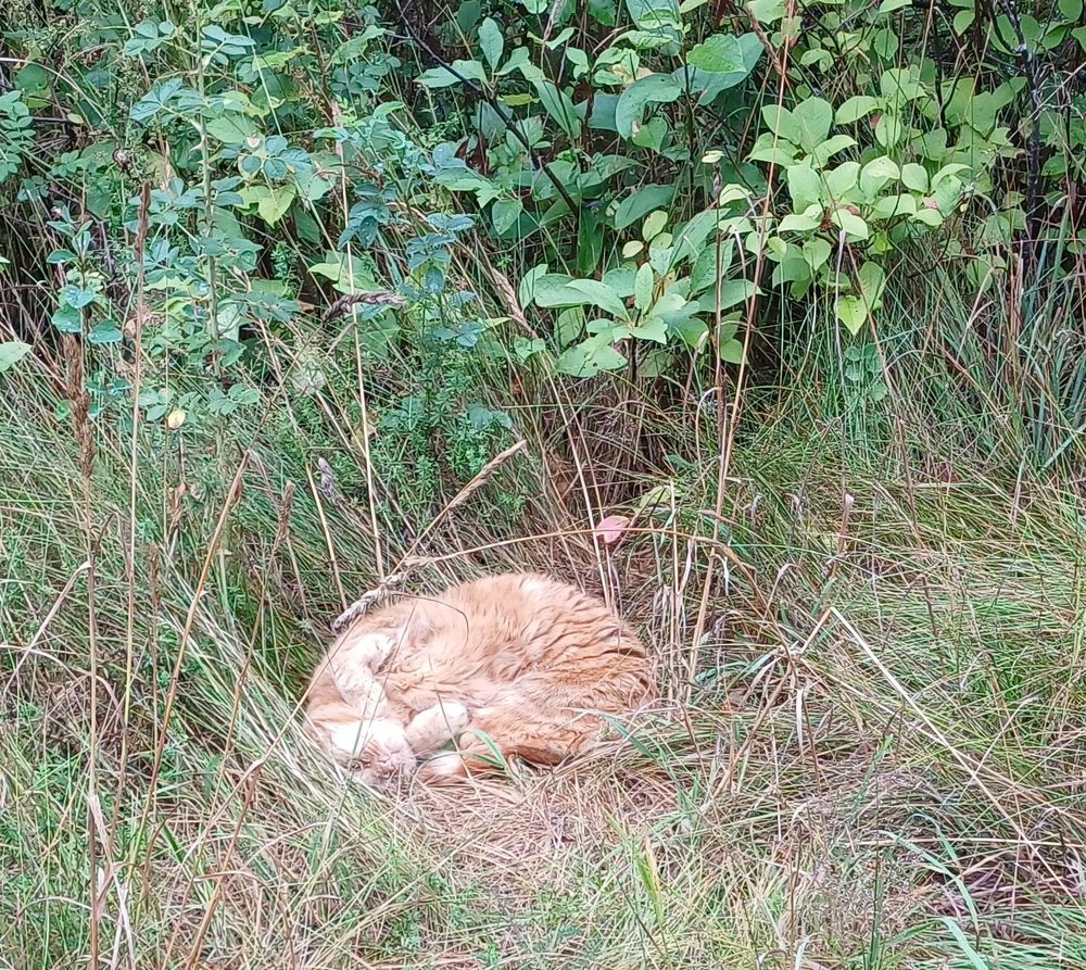 Orange katt aom ligger lojt ihoprullad i högt gräs, bredvid en buske.