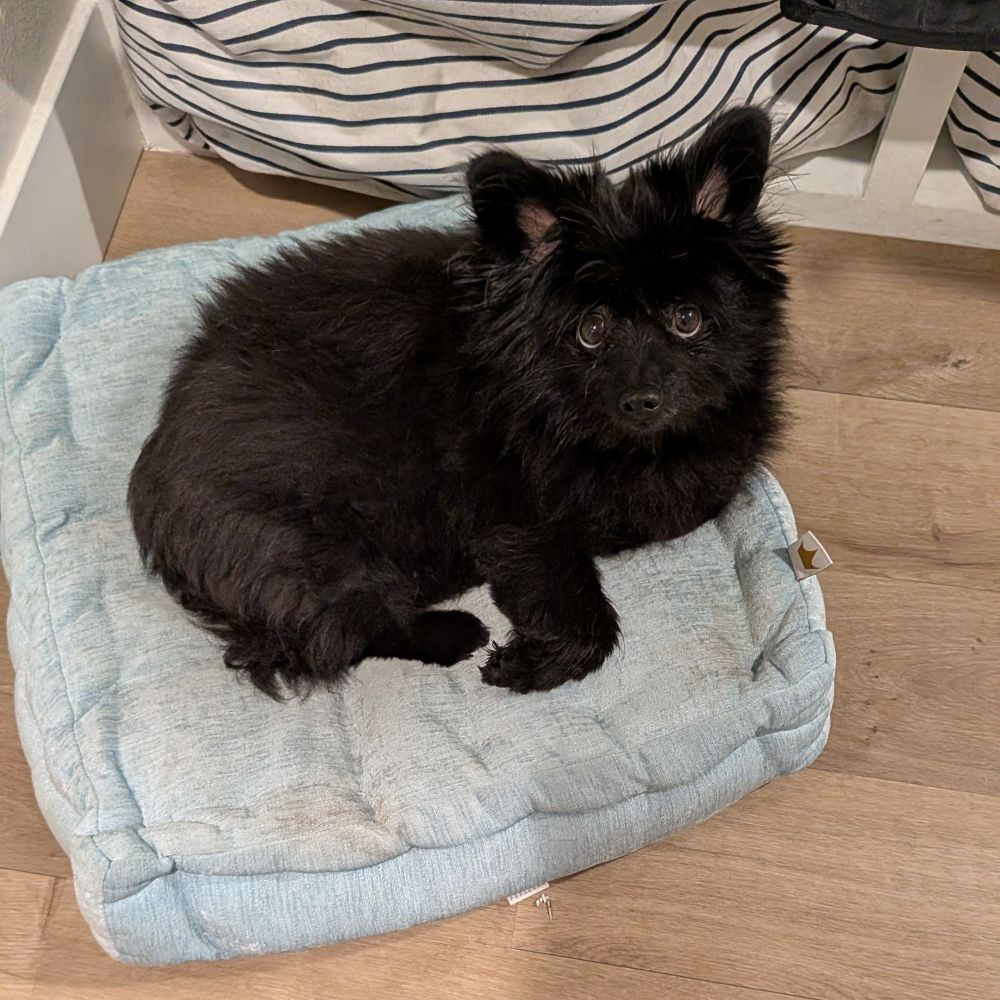 Black Pomeranian sitting on a cushion on the floor