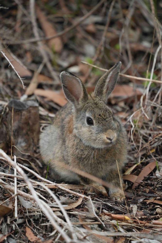 A feral European rabbit is chilling among acacias and eucalypts in Australia. Its fur is a mixture of mainly brown tones, with some orange and white, and it looks very fluffy. The rabbit is sitting fairly close to the camera with its ears erect, looking at it with its large, dark eyes.