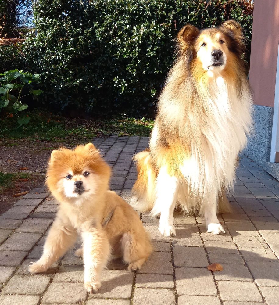 Two dogs sit next to each other on a paved square. The dog on the right is a large, long-haired Collie, the one on the left a small, short-haired Pomeranian. Both dogs are looking curiously at the observer. In the background to the left is the reddish wall of a house, and to the right and back a lush green bush.