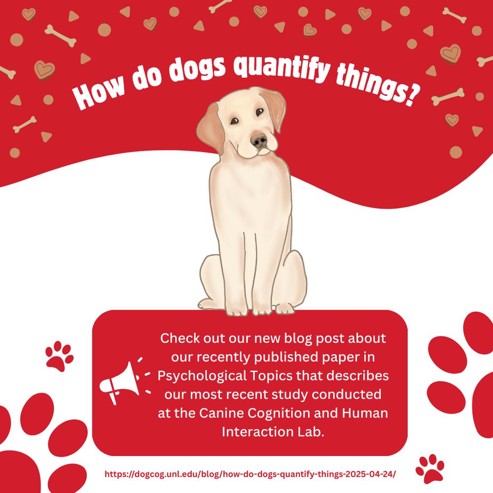Graphic with stylized yellow lab and title How do dogs quantify things? Check out our new blog post about our recently published paper in Psychological Topics that describes our most recent study conducted at the Canine Cognition and Human Interaction Lab. https://dogcog.unl.edu/blog/how-do-dogs-quantify-things-2025-04-24/