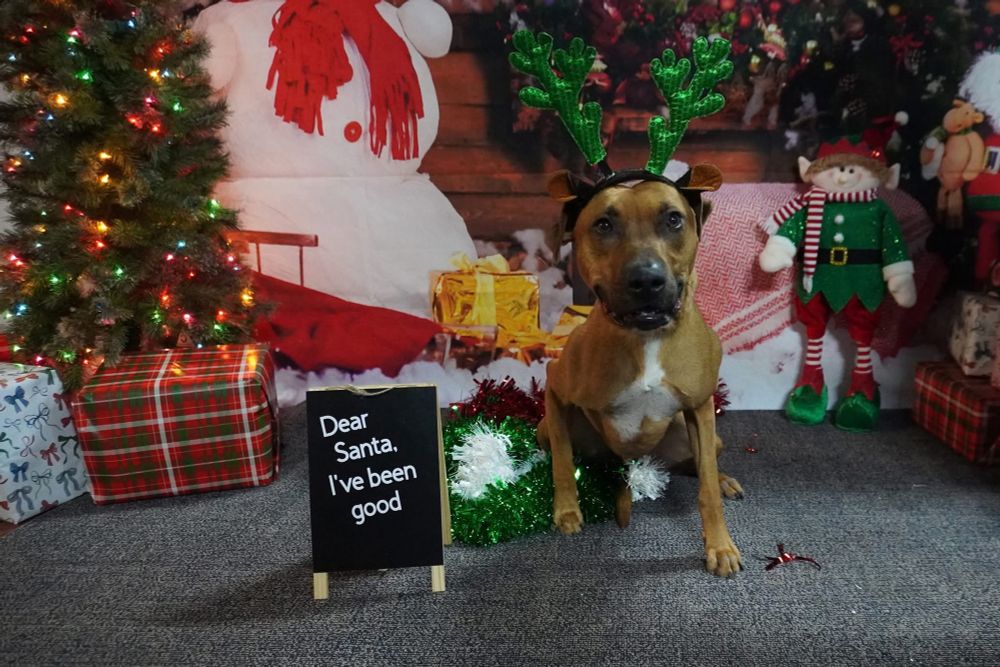 Cosmo the dog wears reindeer ears and poses in front of a Christmas scene with a sign reading dear santa, I’ve been good.