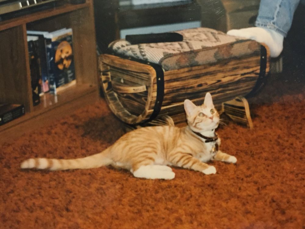 this one was actually mine. this is asher, in 1997, at maybe 9 months old. he was a wicked mischief maker and i loved him with my whole heart. he is slightly splayed on the floor, looking up off screen with big hunter’s eyes waiting for a toy to come down from my roommate 