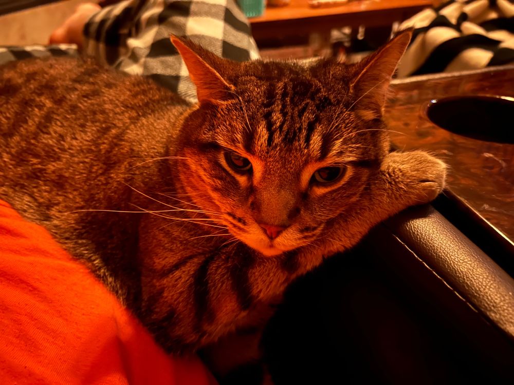 Crow the cat, resting his head on his own paw and being a big cutie