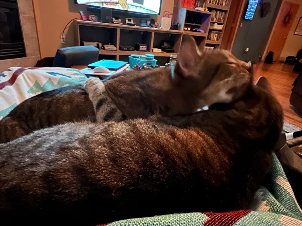 Tom the cat licking the inside of Crow the cat's ear