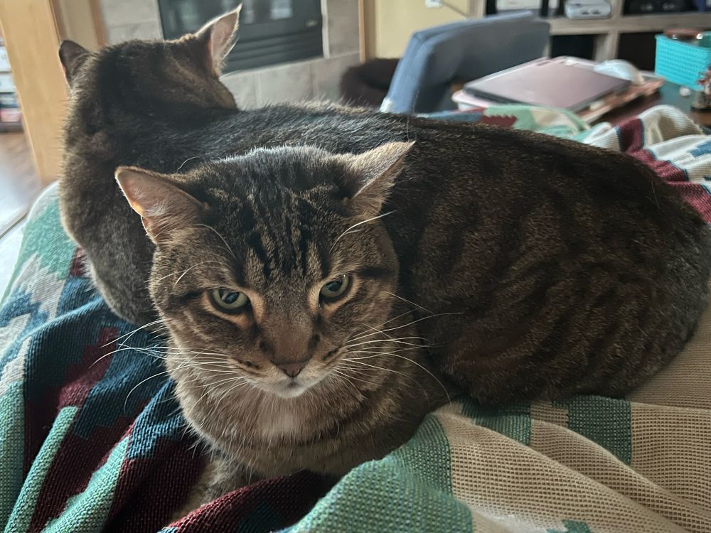 Tom the cat lying entirely on top of his brother Crow's body